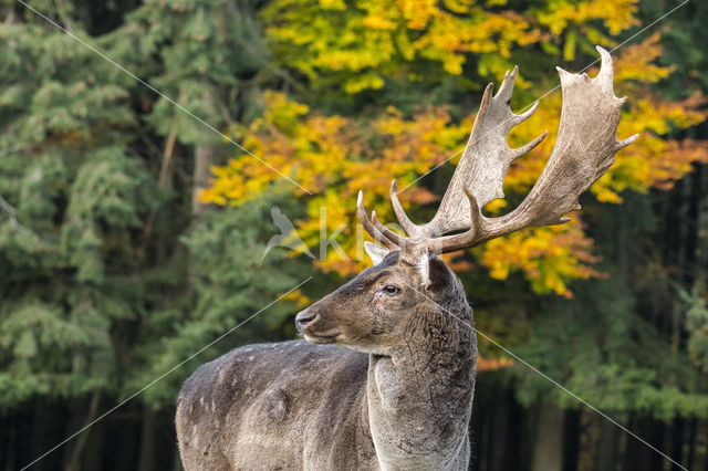 Fallow Deer (Dama dama)