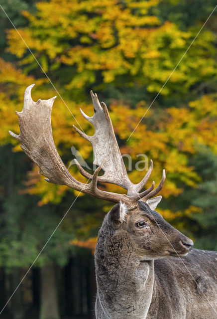 Fallow Deer (Dama dama)