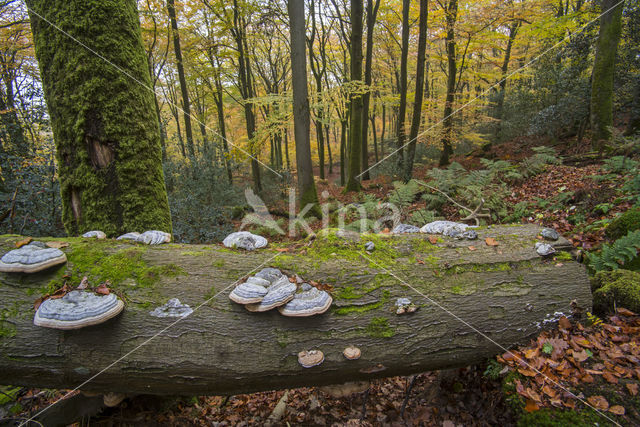 Echte tonderzwam (Fomes fomentarius)