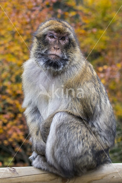 Barbary ape