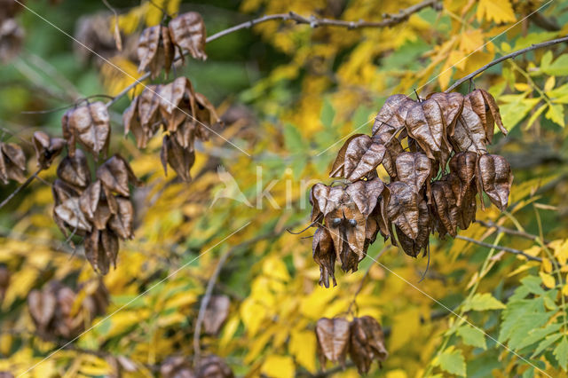 Gele zeepboom (Koelreuteria paniculata)