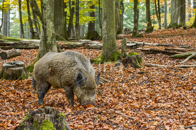 Wild zwijn