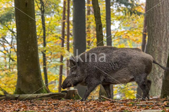 Wild zwijn