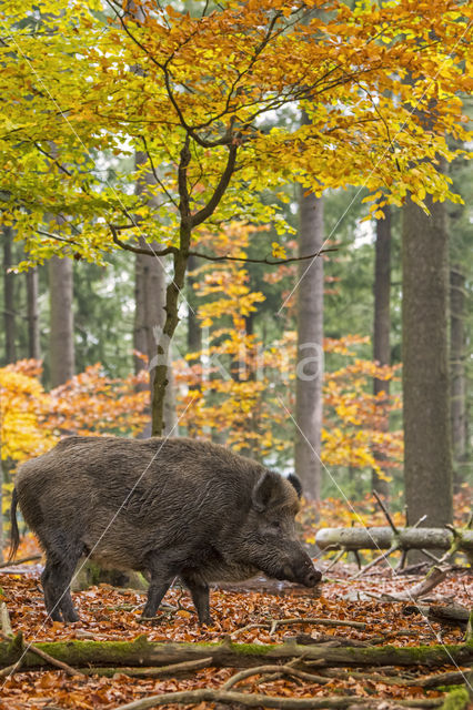 Wild zwijn