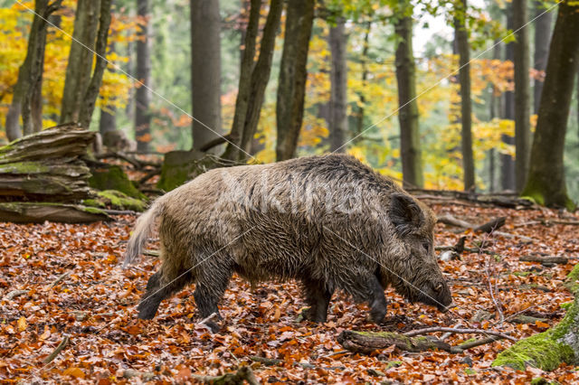 Wild zwijn