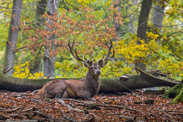 Red Deer (Cervus elaphus)