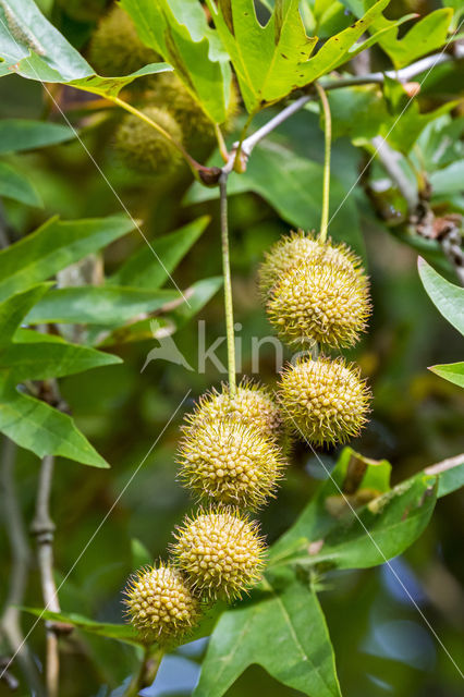 Oosterse plataan (Platanus orientalis)