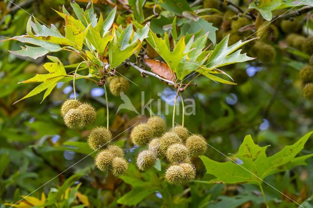 Old World sycamore (Platanus orientalis)