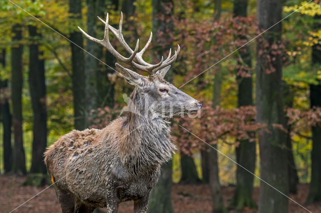 Red Deer (Cervus elaphus)