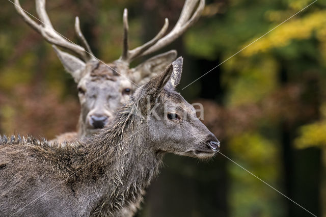 Red Deer (Cervus elaphus)