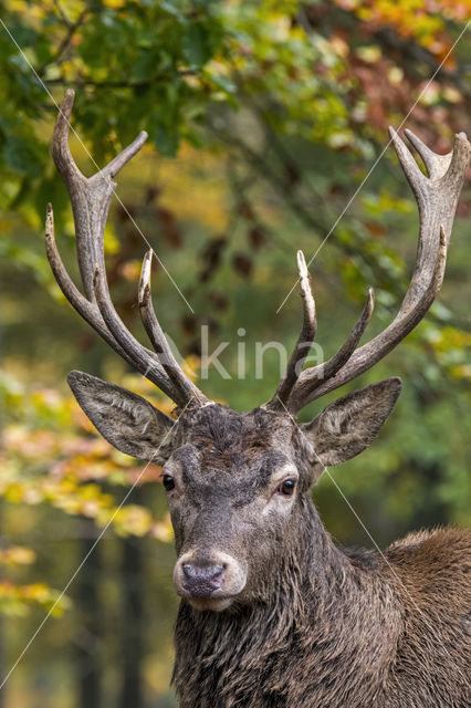 Red Deer (Cervus elaphus)