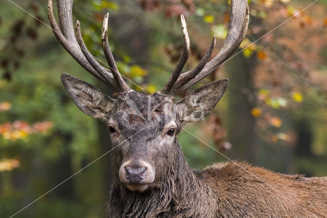 Red Deer (Cervus elaphus)