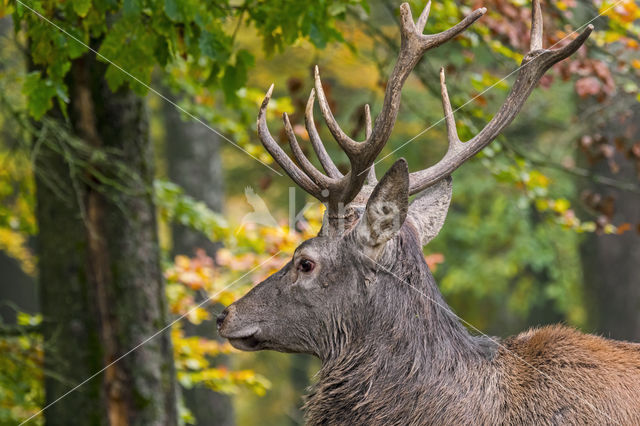 Red Deer (Cervus elaphus)