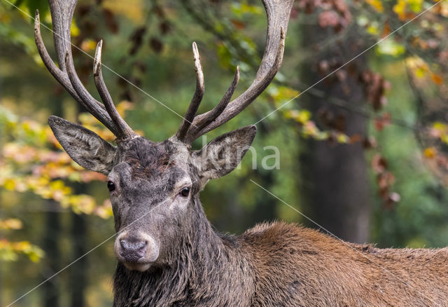 Red Deer (Cervus elaphus)