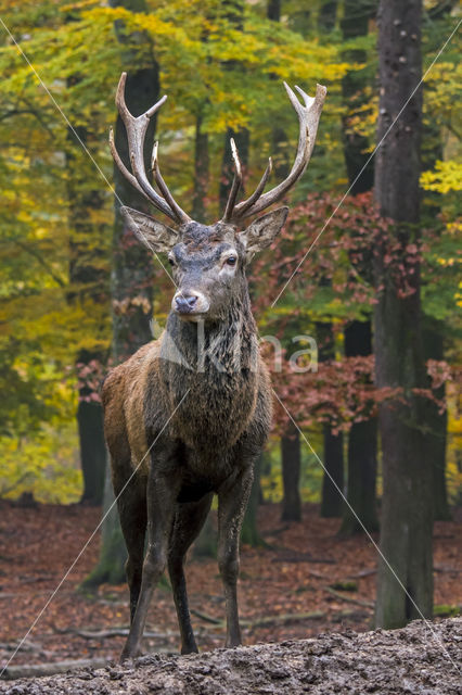 Red Deer (Cervus elaphus)