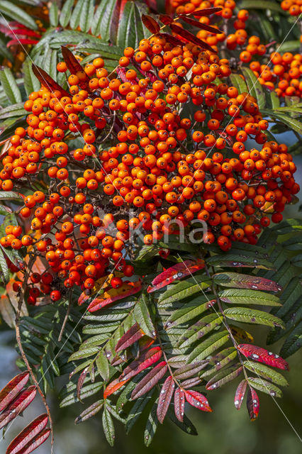 Rowan (Sorbus scalaris)