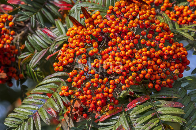 Lijsterbes (Sorbus scalaris)