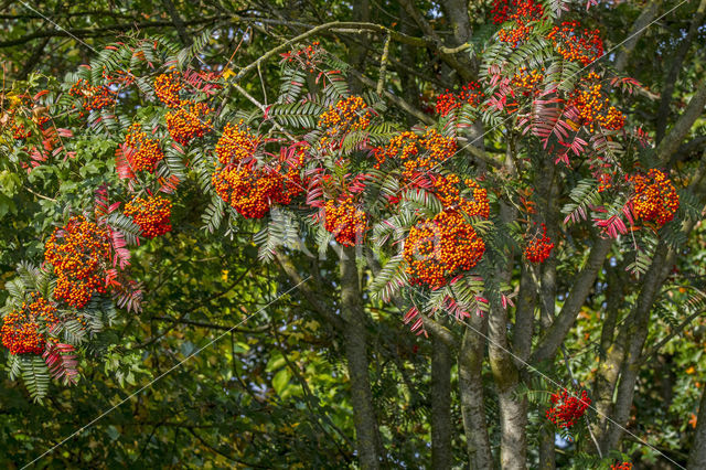 Lijsterbes (Sorbus scalaris)