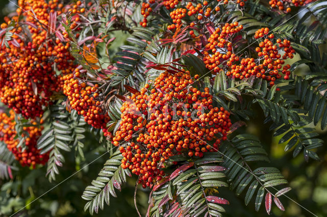 Rowan (Sorbus scalaris)