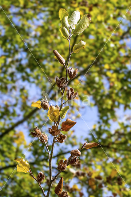 Beech (Fagus sylvatica)