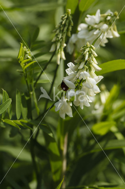 Witte honingklaver (Melilotus albus)