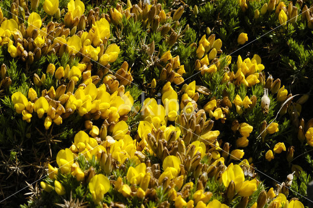Gaspeldoorn (Ulex gallii)
