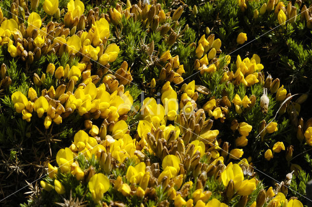 Gaspeldoorn (Ulex gallii)