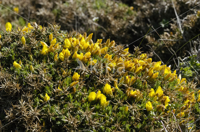 Western Gorse (Ulex gallii)