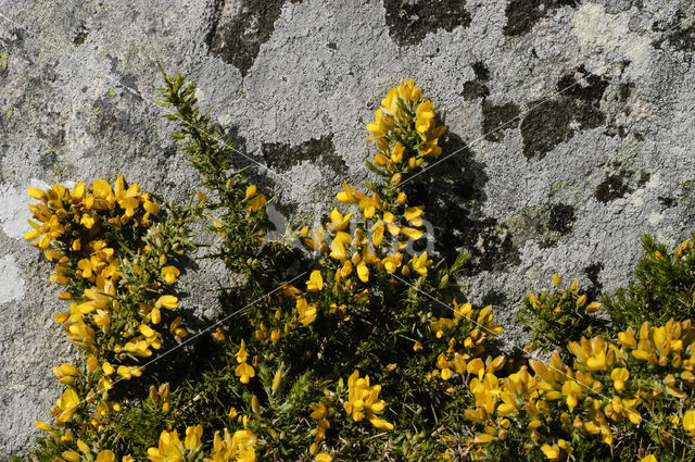 Gaspeldoorn (Ulex gallii)