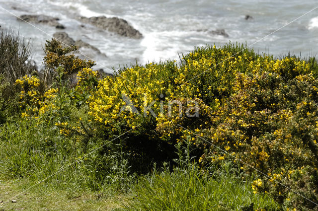 Western Gorse (Ulex gallii)