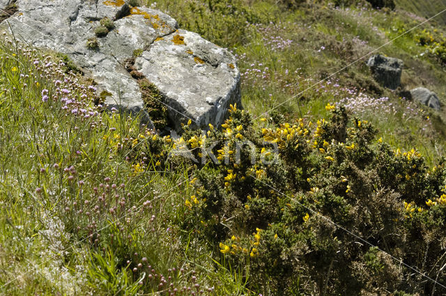 Gaspeldoorn (Ulex gallii)