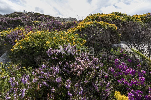 Gaspeldoorn (Ulex gallii)