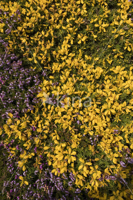 Western Gorse (Ulex gallii)