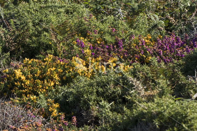 Gaspeldoorn (Ulex gallii)