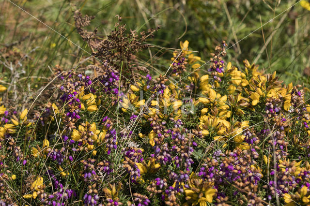 Gaspeldoorn (Ulex gallii)