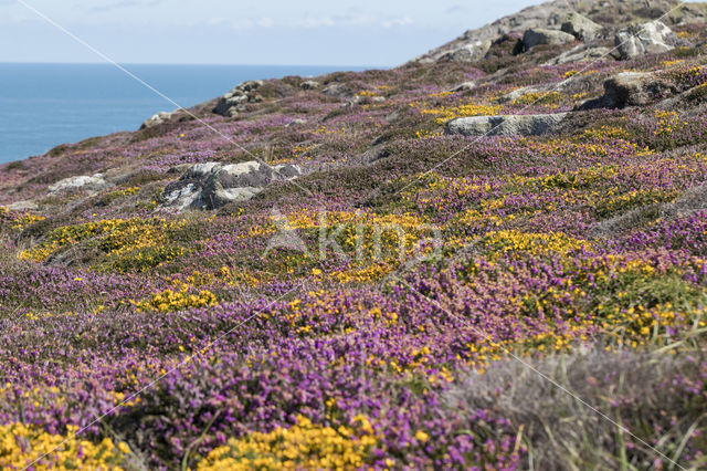 Western Gorse (Ulex gallii)