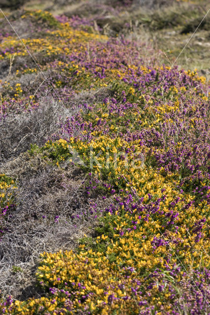 Gaspeldoorn (Ulex gallii)