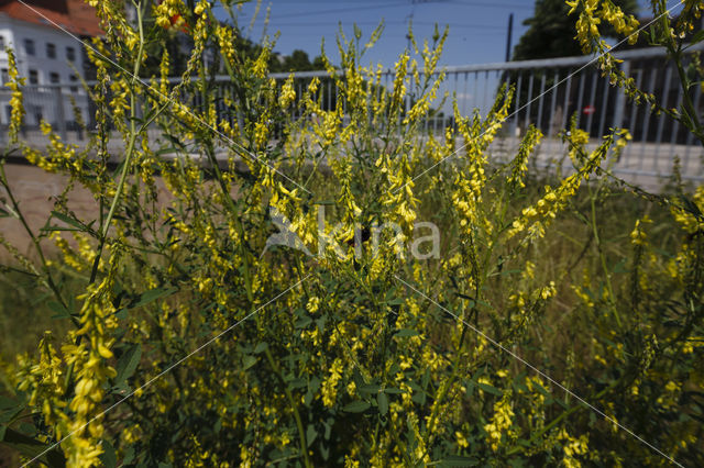 Ribbed Melilot (Melilotus officinalis)