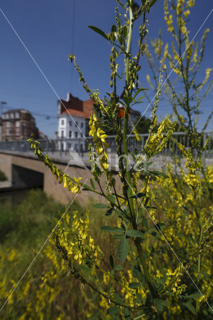 Citroengele honingklaver (Melilotus officinalis)