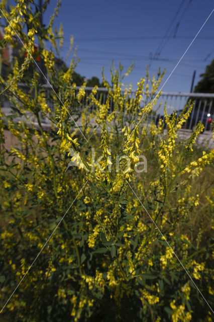 Ribbed Melilot (Melilotus officinalis)