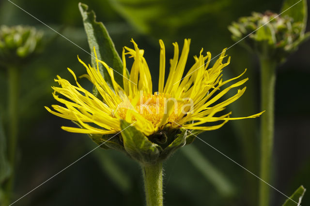 Griekse alant (Inula helenium)