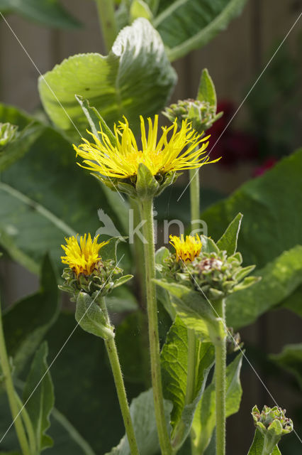 Griekse alant (Inula helenium)