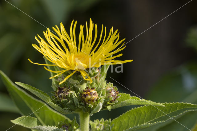 Elecampane (Inula helenium)