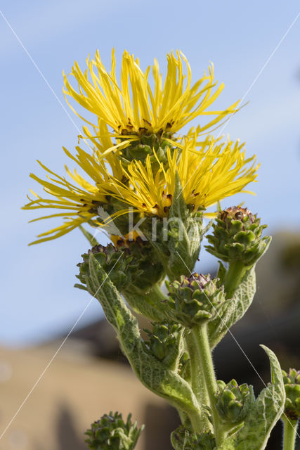 Elecampane (Inula helenium)