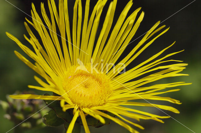 Griekse alant (Inula helenium)