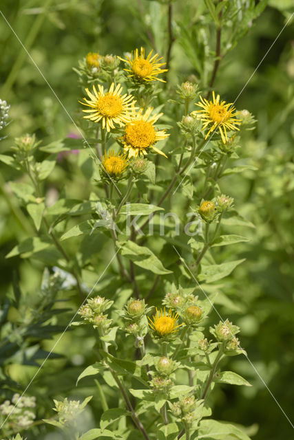 Inula helvetica