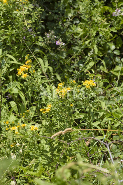 Zwitserse alant (Inula helvetica)