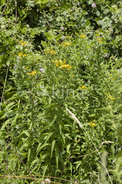 Zwitserse alant (Inula helvetica)
