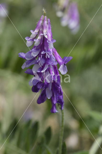 Fodder Vetch (Vicia villosa)