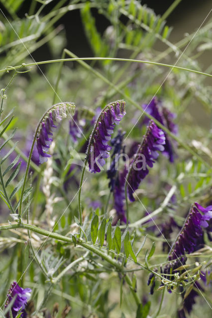 Bonte wikke s.l. (Vicia villosa)